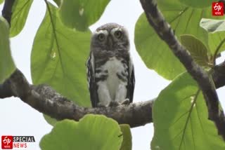 Amravati Special Story Forest owlet in Melghat exposed by Faltu Patel