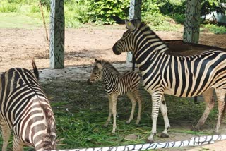 Indore zoo family of African zebra increase