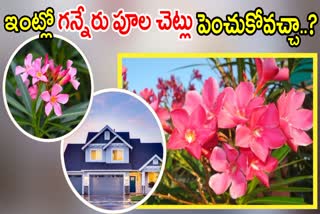 Oleander Flower At Home