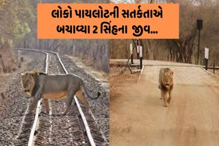 જુનાગઢ-અમરેલી ટ્રેન ચાલકે બચાવ્યો 2 સિંહનો જીવ