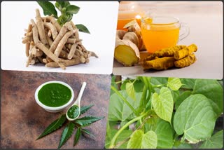Ayurvedic Herbs to Prevent Diseases