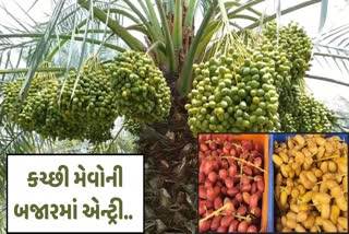 GI ટેગ ધરાવતી કચ્છની લાલ પીળી ખારેક બજારમાં આવી ચૂકી છે.