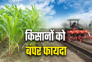 RATLAM MULCHING METHOD CORN FARMING