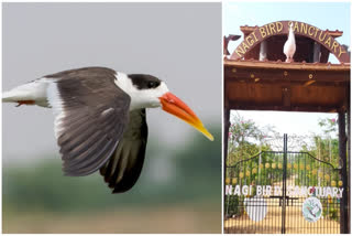 Rare Bird Indian Skimmer Spotted In Bihar's Jamui After 13 Years