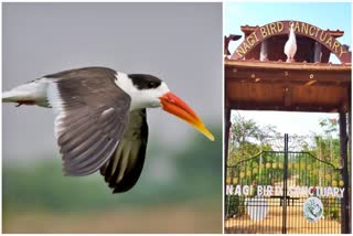 RARE BIRD INDIAN SKIMMER  BIHAR JAMUI BIRD SANCTUARY  അപൂർവയിനം ഇന്ത്യൻ സ്‌കിമ്മര്‍  ജാമുയി പക്ഷി സങ്കേതം