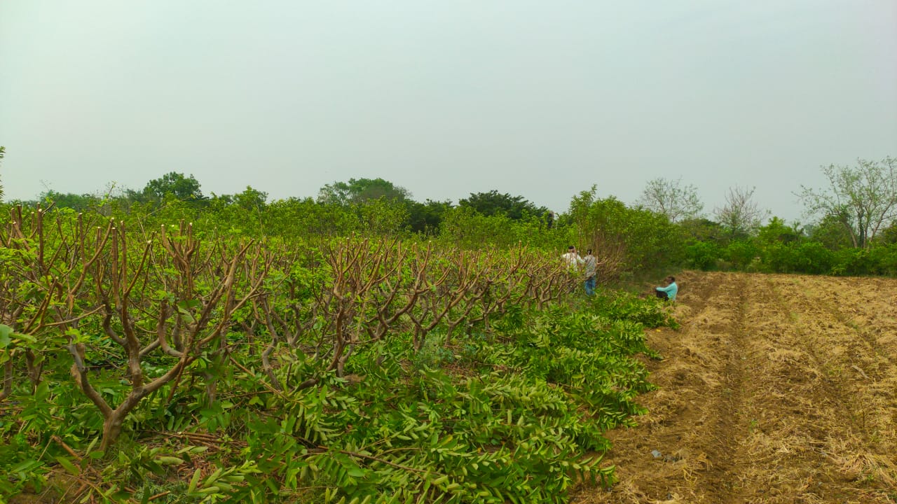 canopy management in Farming