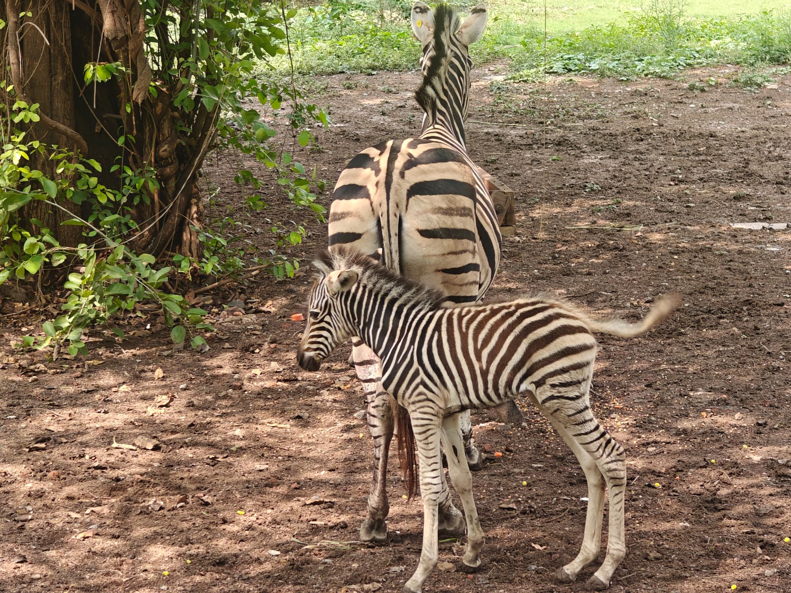 Indore zoo family of African zebra increase