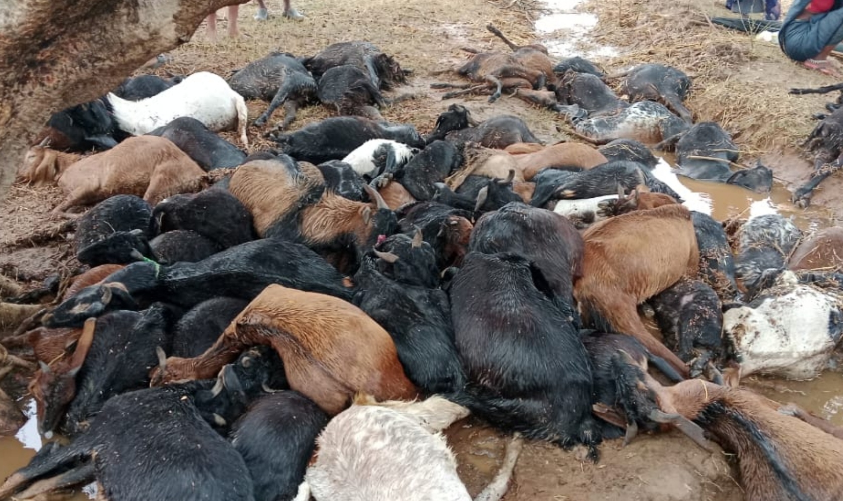 LIGHTNING STRIKE KILLS 120 GOATS