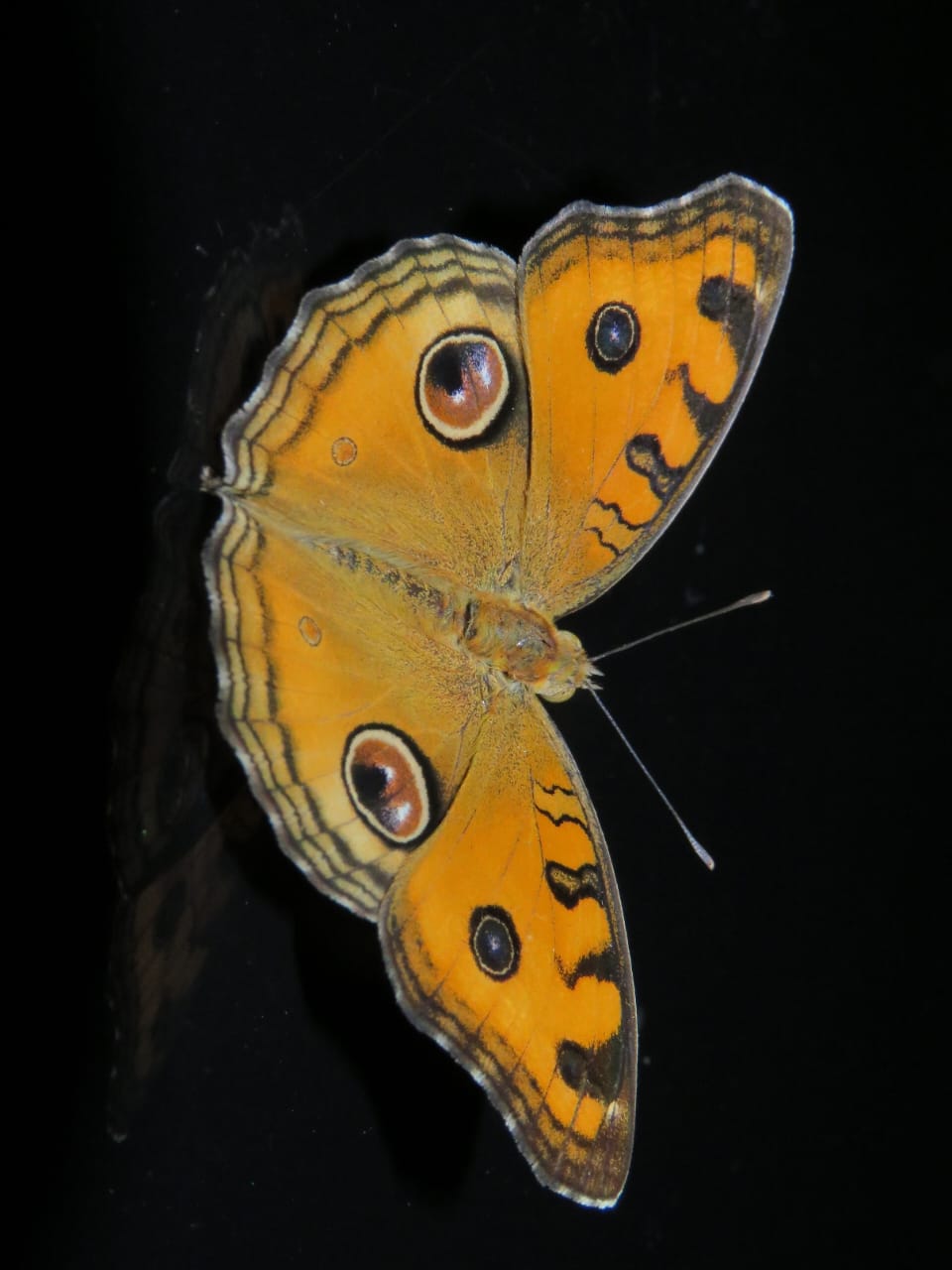 Udaipur Butterfly Park