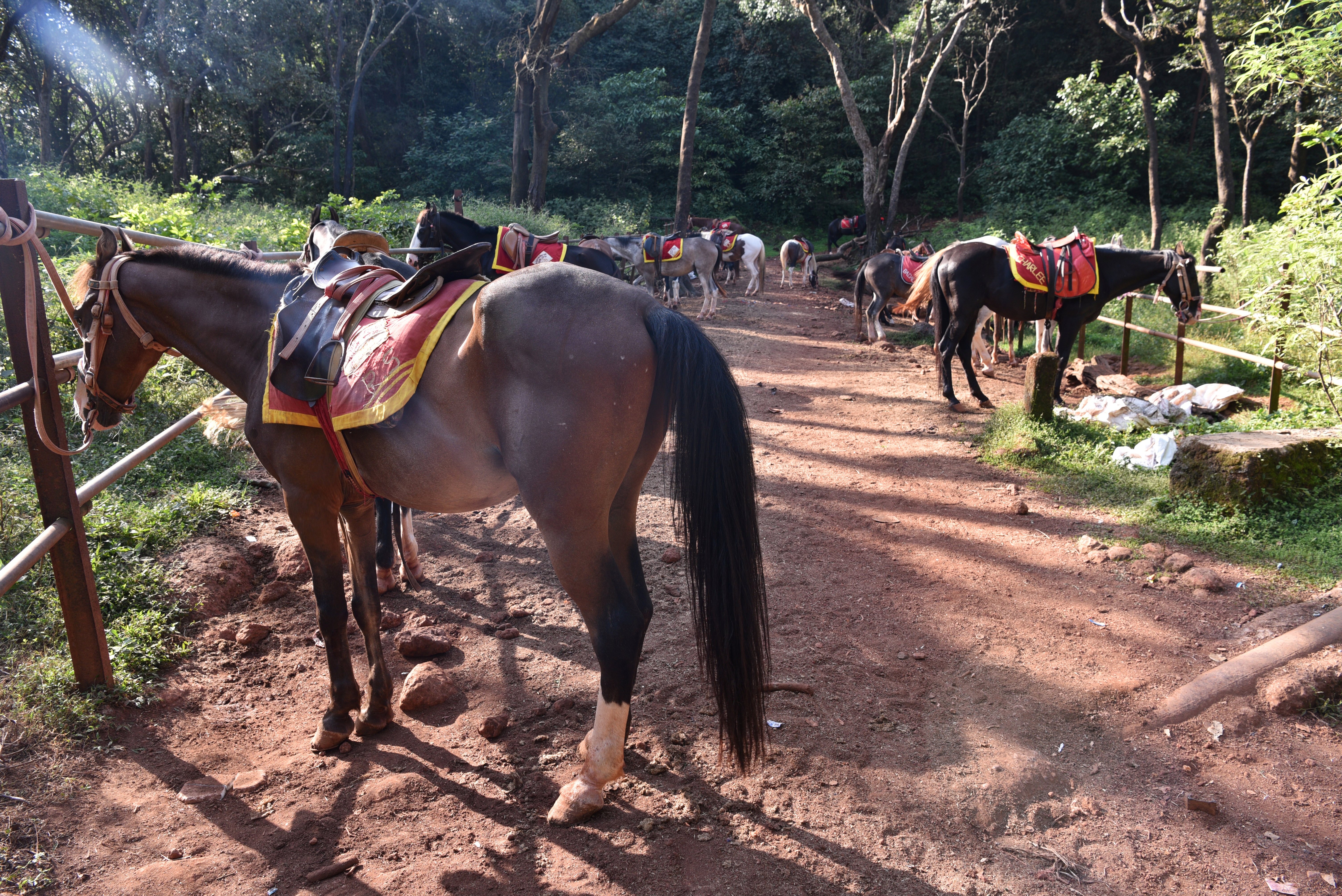 MATHERAN TOURISM MANSOON TRAVEL INDIA TOURISM MANSOON TRIP TO MATHERAN