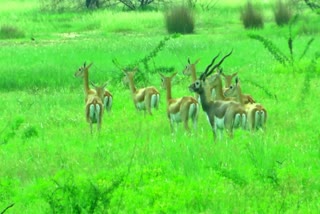 Deer Issue in Narayanpet District