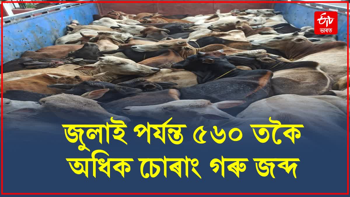 Around 600 Smuggled Cattle Seized in Jorabat