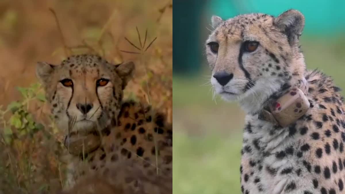 Wounds formed in cheetahs neck due to collar ID