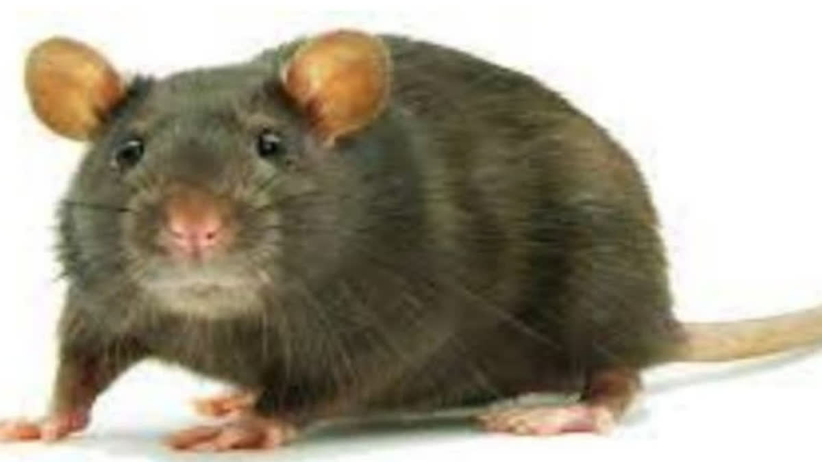 A seriously injured patient admitted in the ICU of a government hospital in UP's Budaun district was found to be bitten by rats, his family said claiming negligence by the hospital staff. An inquiry has been ordered over the incident