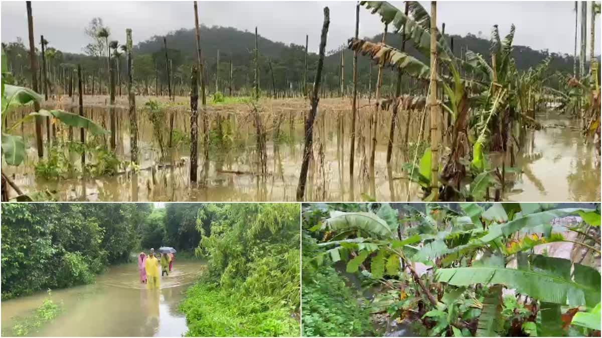 Wayanad Rain  Rain hits Wayanad  Rain  Rain Latest News  Wayanad  Monsoon rain  Educational Institutions  വയനാട്ടിൽ കാലവർഷക്കെടുതി രൂക്ഷം  14 കുടുംബങ്ങളെ മാറ്റിപ്പാർപ്പിച്ചു  വിദ്യാഭ്യാസ സ്ഥാപനങ്ങള്‍ക്ക് ചൊവ്വാഴ്‌ച അവധി  പേരിയയിൽ പുഴ  പുഴ  കബനി നദി  ഹെക്‌ടർ കണക്കിന് നെല്ല്  കൃഷി  വേങ്ങപ്പള്ളി  മഴ  നാശനഷ്‌ടങ്ങള്‍