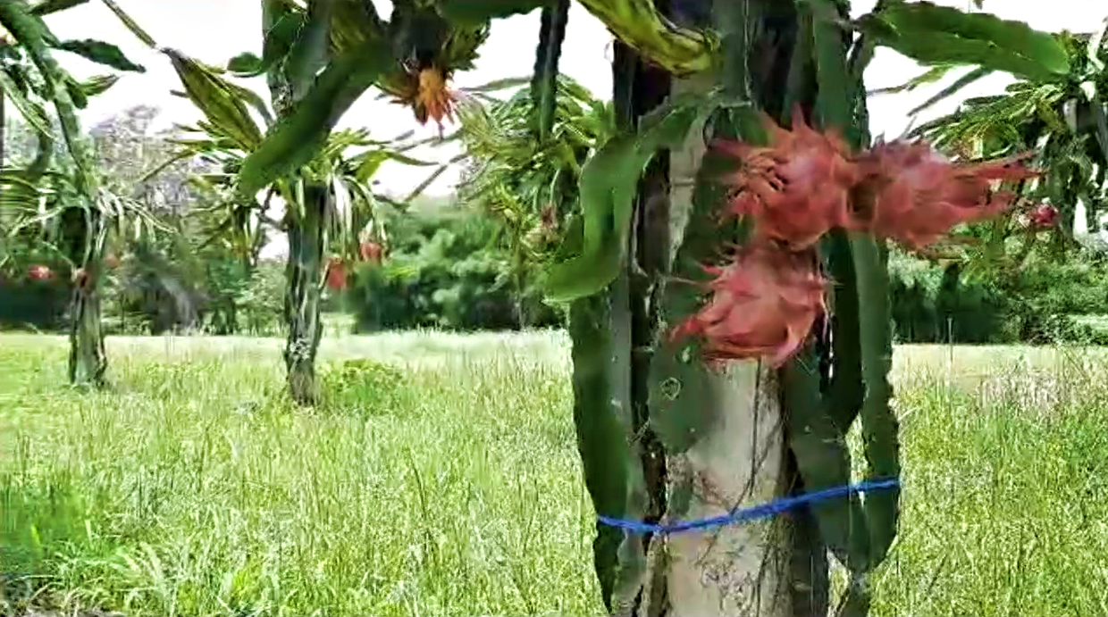 Dragon Fruit Farming in Kangra.