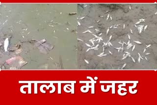 After dispute poisoning in pond fishes died in Dhanbad