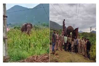 The forest department caught the Katayan elephant by injecting anesthesia
