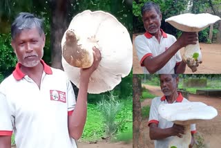 giant mushroom in sambalpur