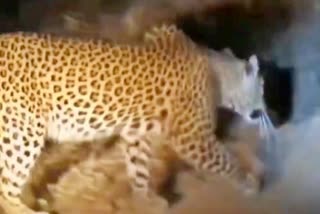 leopard crossing road in VTR