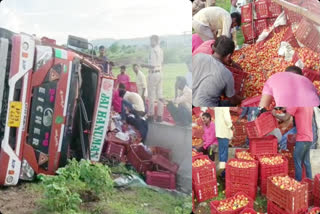 Police protection for tomatoes