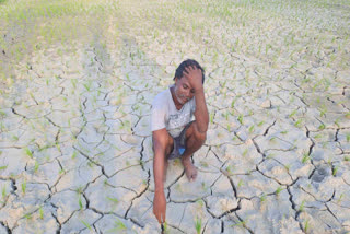 तेज धूप और बारिश के अभाव में सुख रहे किसानों के खेत