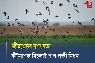 Killing birds by mixing poison in fields