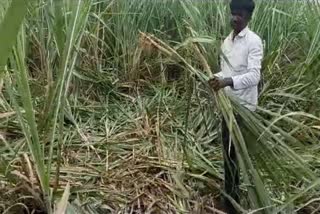 ಕಾಡು ಹಂದಿಗಳ ದಾಳಿಗೆ ಬೆಳೆ ನಾಶ