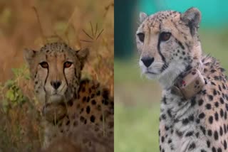 Wounds formed in cheetahs neck due to collar ID