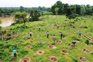 Chhattisgarh River Bank Tree Plantation