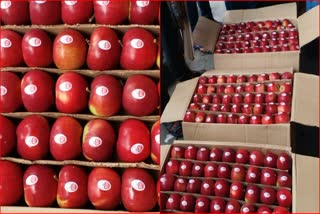 good price for early variety apples In Shimla