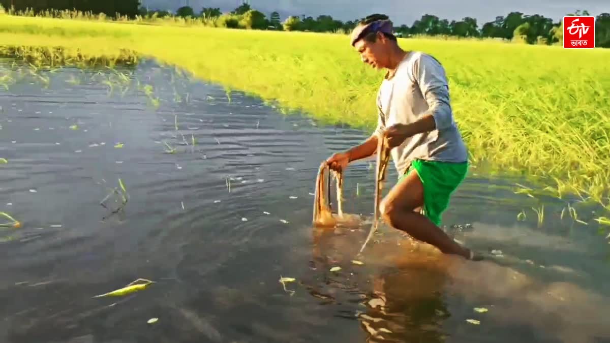 Flood in Jonai