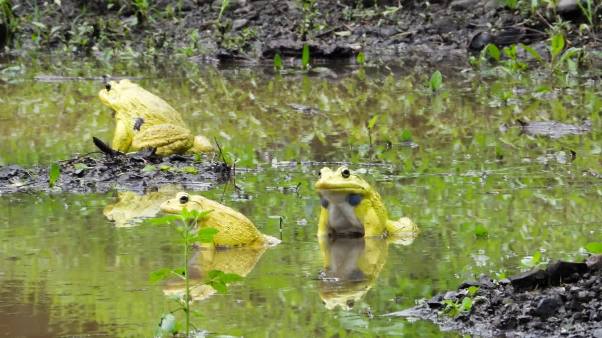 ASIRGARH FOREST INDIAN BULLFROG