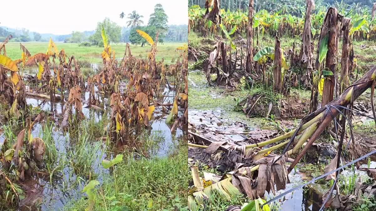 വെള്ളപ്പൊക്കത്തില്‍ കൃഷിനാശം  BANANA CULTIVATION DESTROYED  LATEST NEWS IN MALAYALAM  കോഴിക്കോട് മഴക്കെടുതി