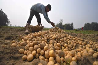 Potato Traders Call to End Strike