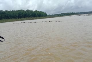 RESCUE OF MORE THAN 30 CATTLE STUCK IN THE MIDDLE OF BHADRA RIVER