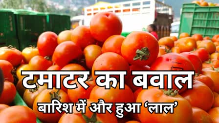 Tomato prices increased in Chhattisgarh