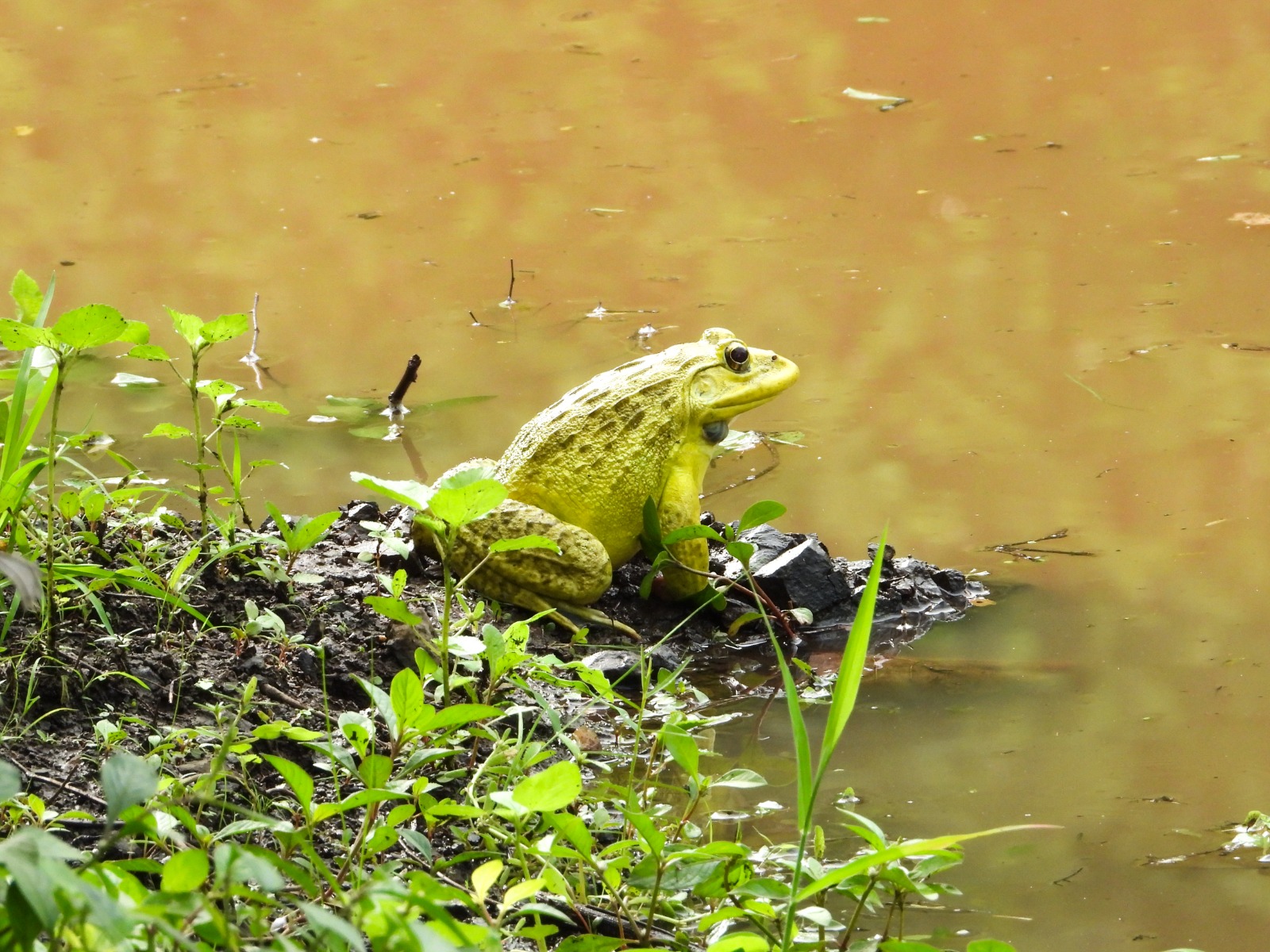 Burhanpur Satpura Hills Golden Frog