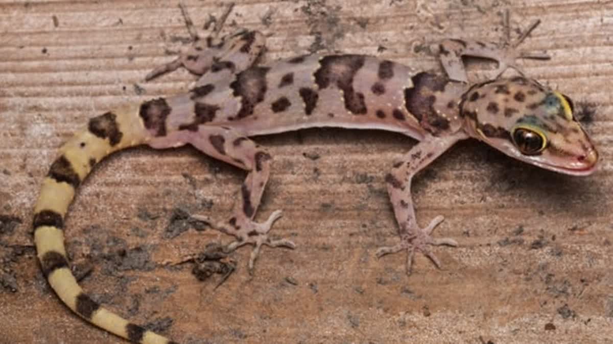Mizoram University Researchers Discover Two New Bent-toed Gecko Species ...