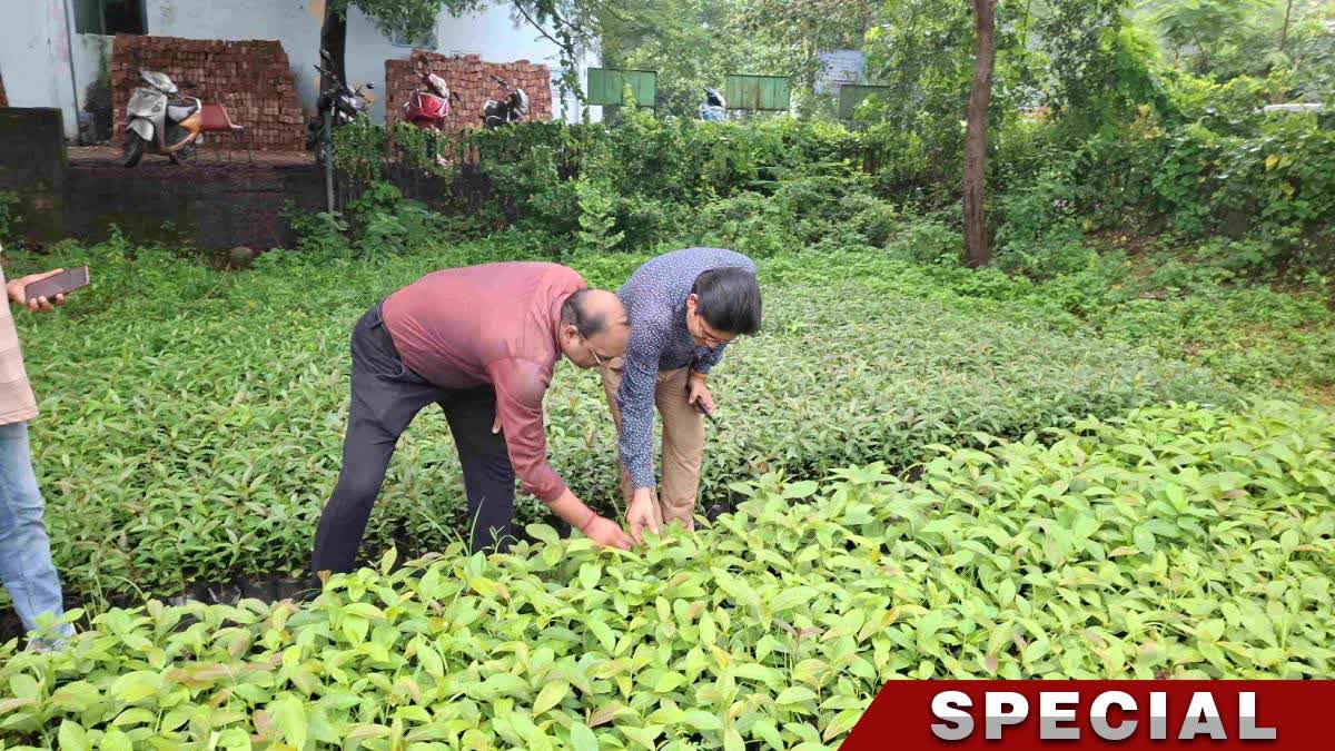 আসানসোলের অবলুপ্ত সেই 'আসান' গাছকে ফিরিয়ে আনল বিবি কলেজ
