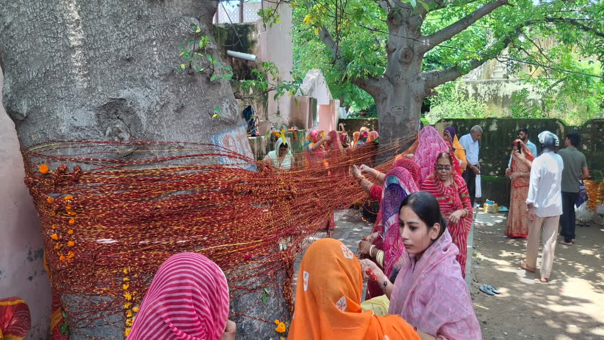 हरियाली अमावस्या पर कल्पवृक्ष के मेलों की रौनक, महिलाओं ने बांधी मौली और मांगा आशीर्वाद