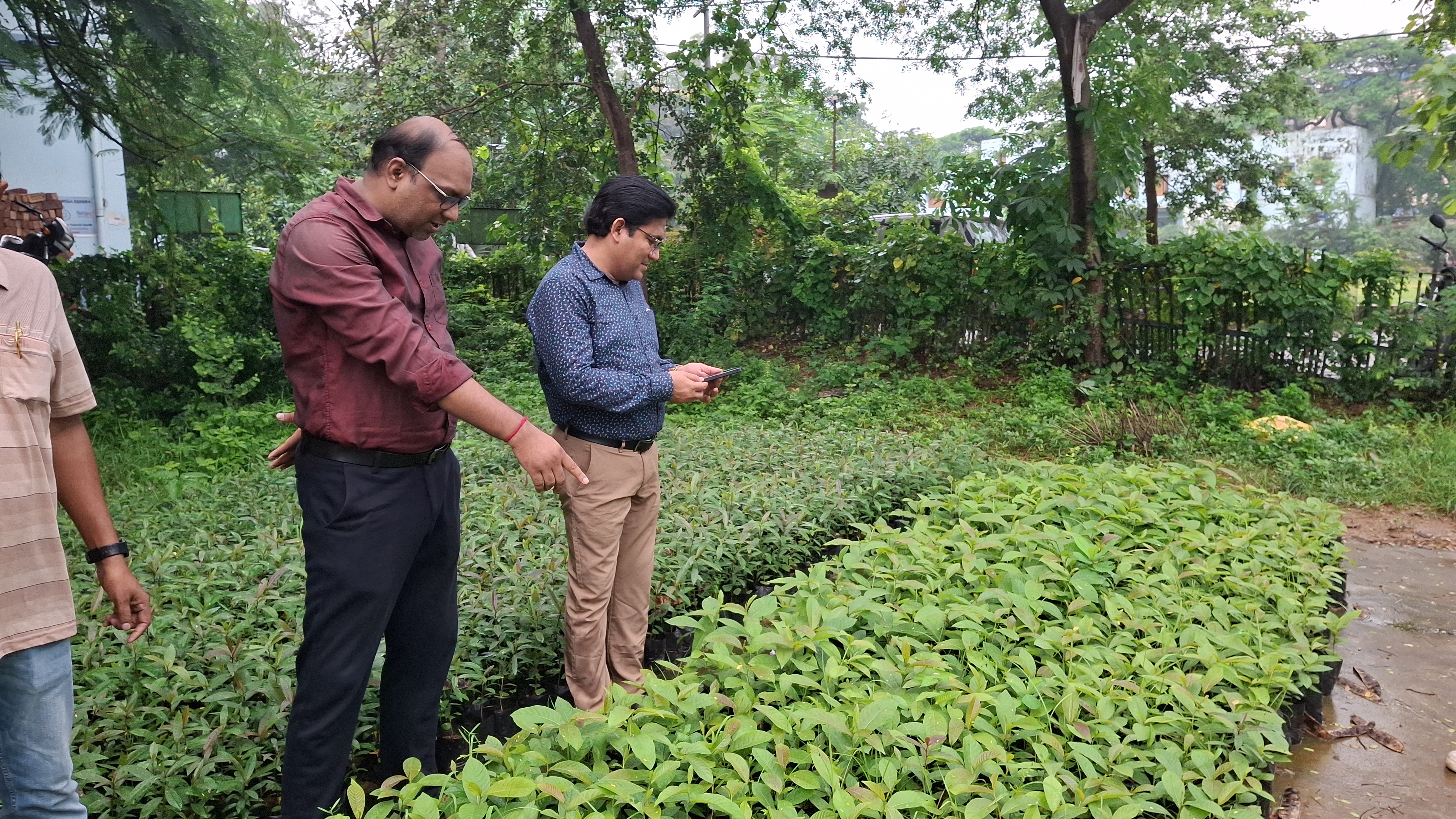 আসানসোলের অবলুপ্ত সেই 'আসান' গাছকে ফিরিয়ে আনল বিবি কলেজ
