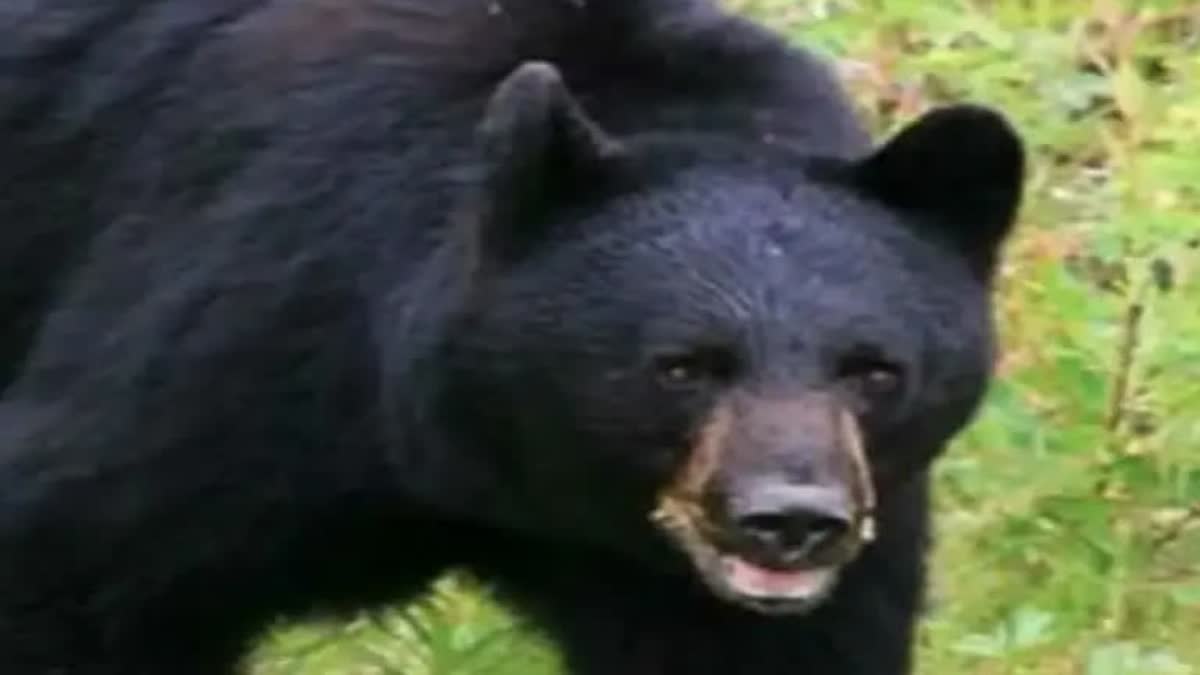 farmer-injured-after-bears-attack-in-vijayanagara