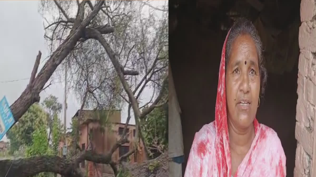 Heavy rain in many districts of Punjab, tree fell on house