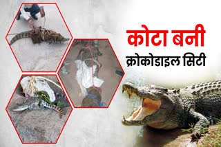 crocodile being rescced by forest officials