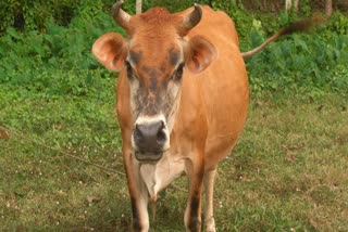 Cow gives less milk strange complaint