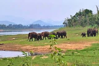 attack of elephant in seraikela