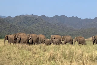 60 new elephant corridor identified by center