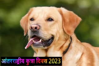 International Dog Day 2023