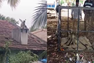 monkey-caught-in-davanagere